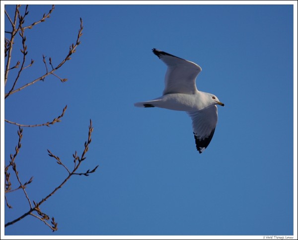 Ring-billed gull