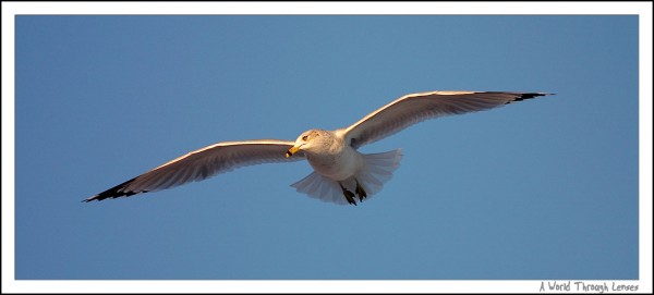 Ring-billed gull