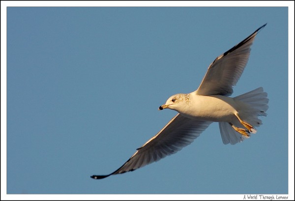 Ring-billed gull