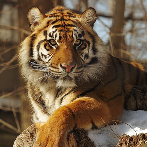 Big and not so big cats