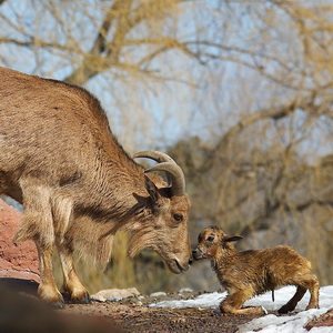 Magic of parenting at the zoo