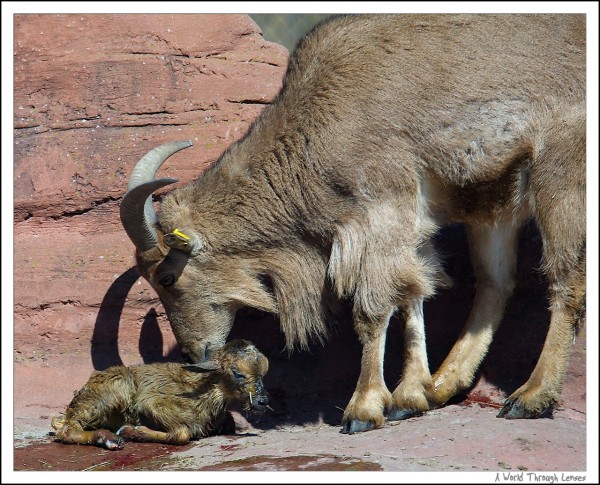 African Barbary Sheep 