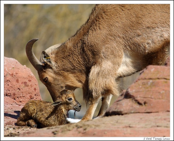 African Barbary Sheep 