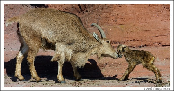 African Barbary Sheep 