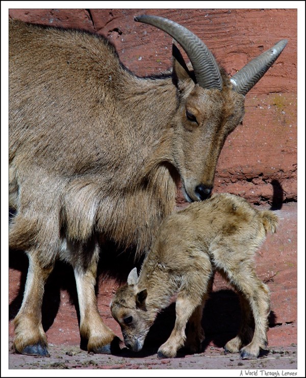 African Barbary Sheep 