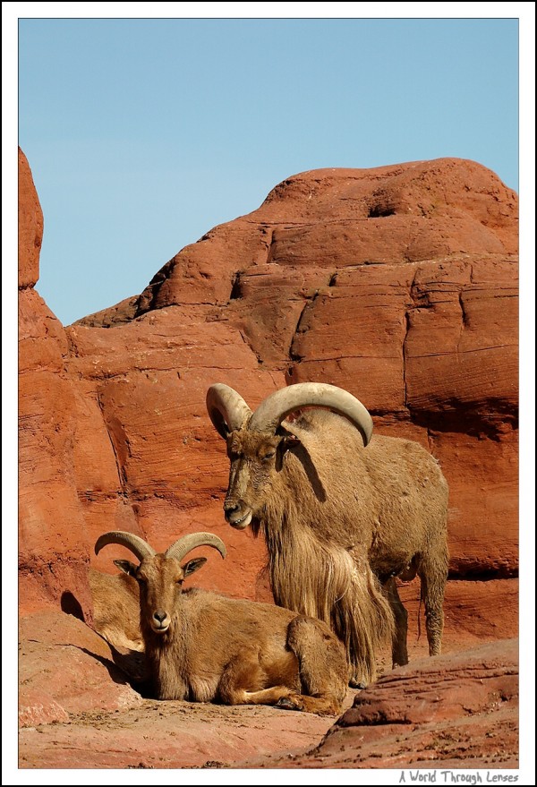 African Barbary Sheep 