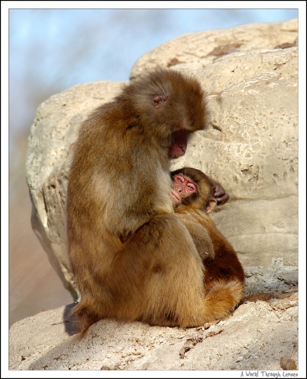 Macaque