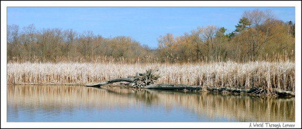 Rouge marsh