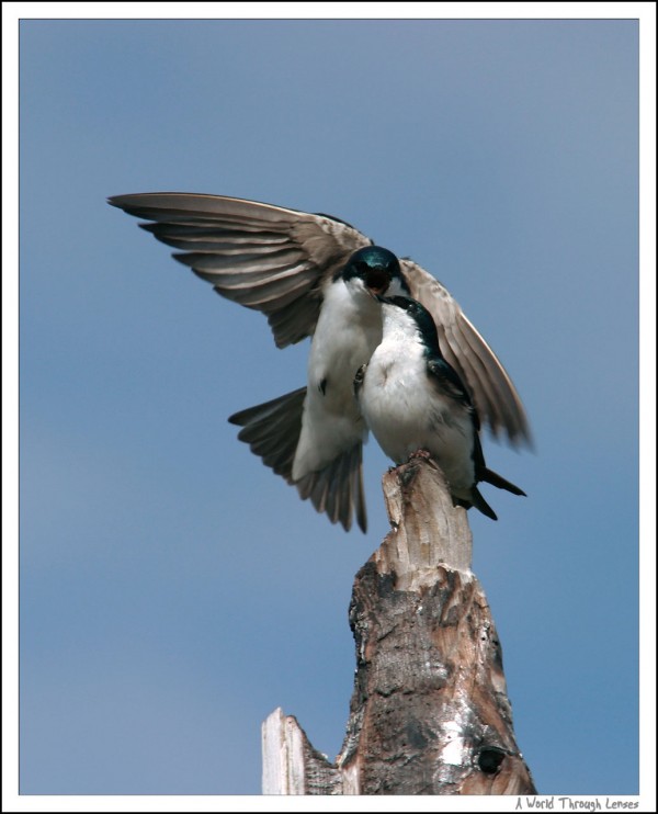 Tree Swallows