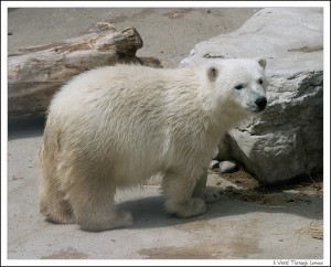 Polar Bear