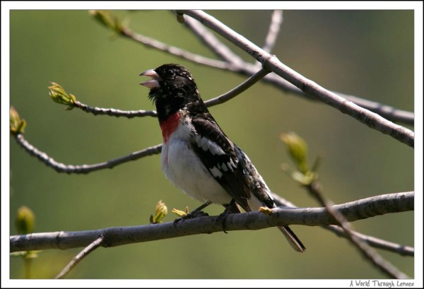 Rose-Breasted Grosbeak 