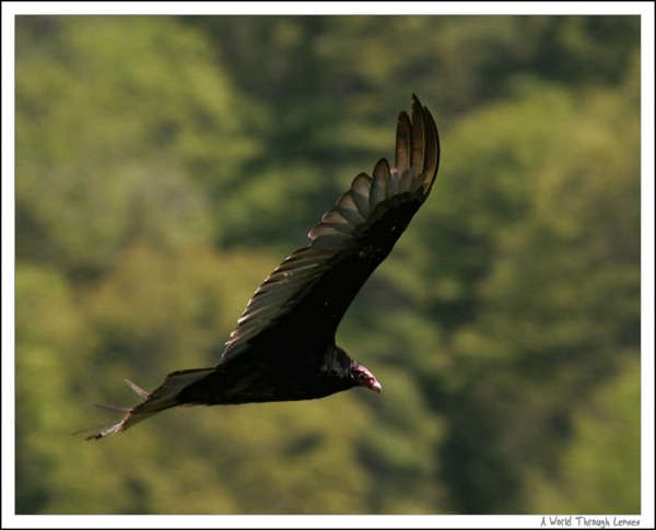 Turkey Vulture 