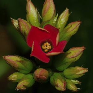 Collection of floral photos
