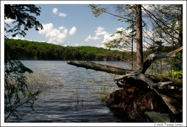 Hemlock bluff trail