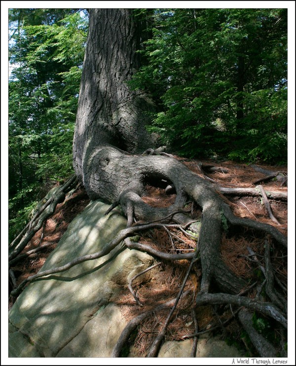 Hemlock bluff trail