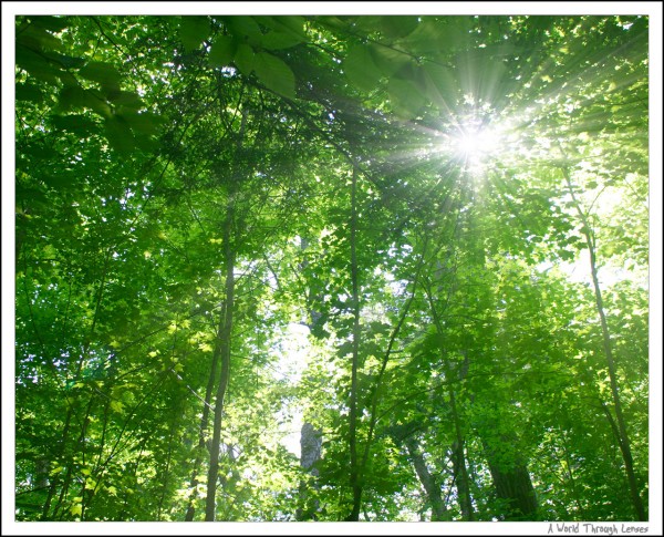 Hemlock bluff trail