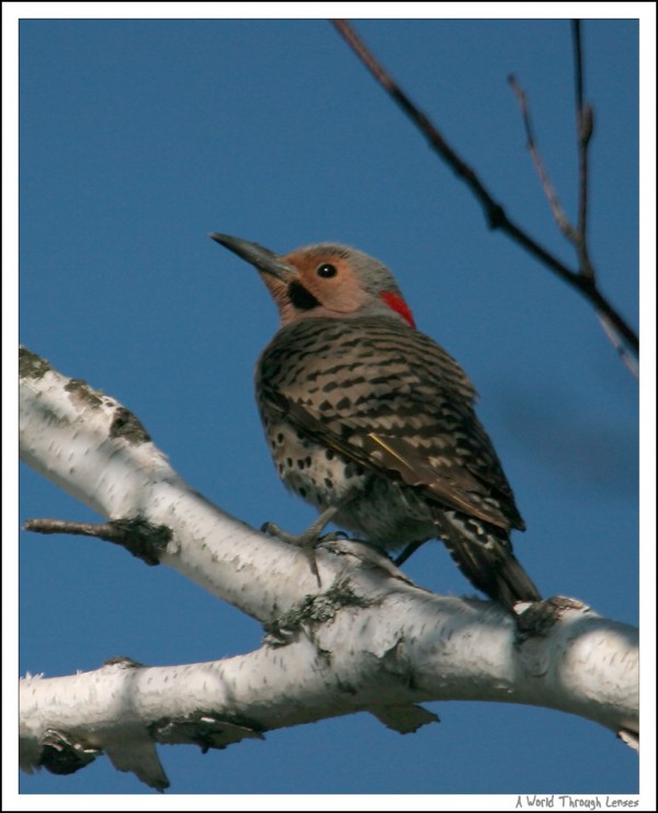 Northern Flicker