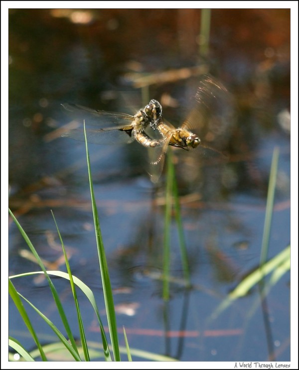 Dragonfly