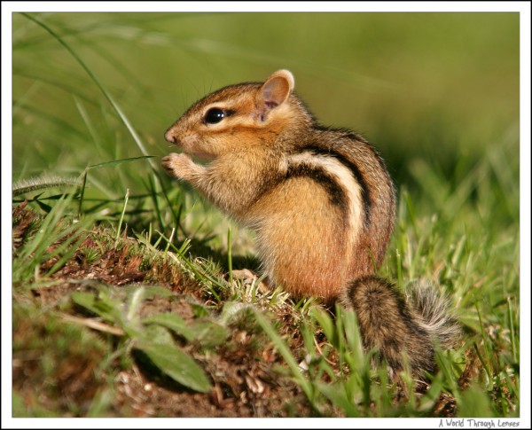 Chipmunk