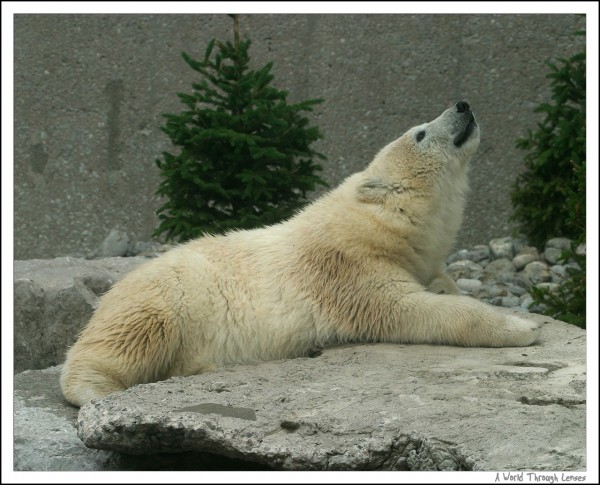 Polar Bear