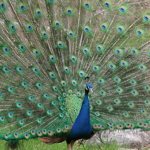 Birds in the zoo