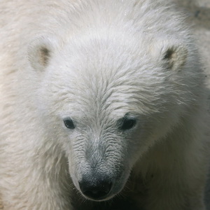 New polar bear cub in the zoo