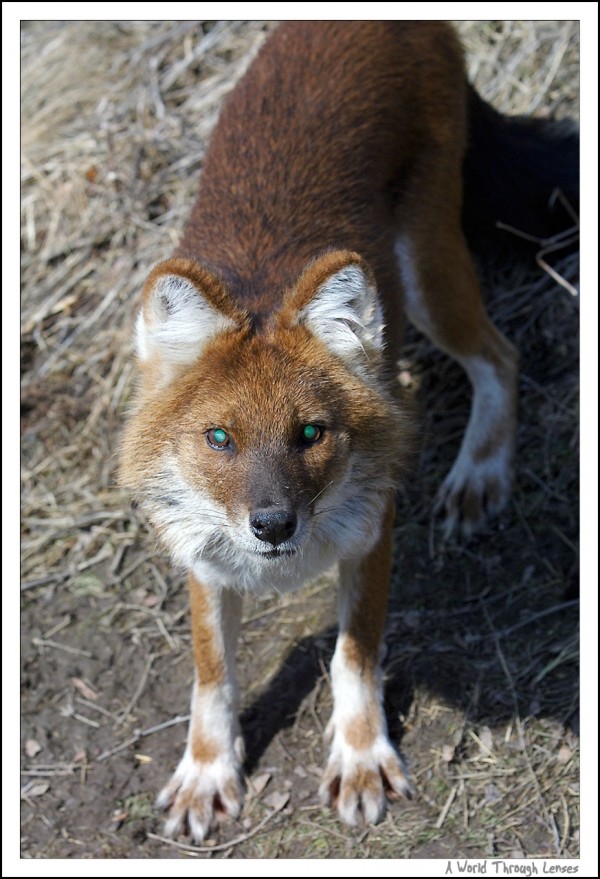  Asian Wild Dog