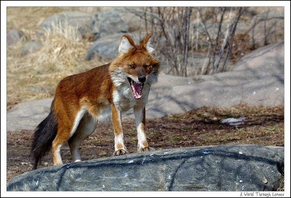 Asian Wild Dog