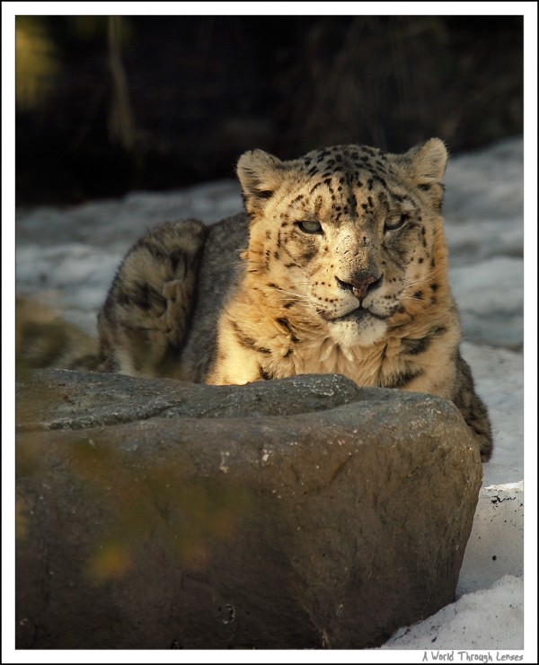 Snow Leopard