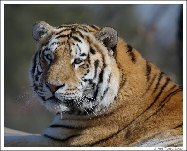 Siberian Tiger