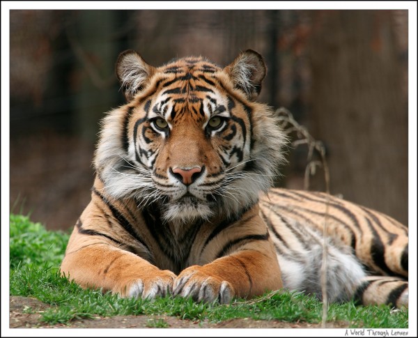 Sumatran Tiger