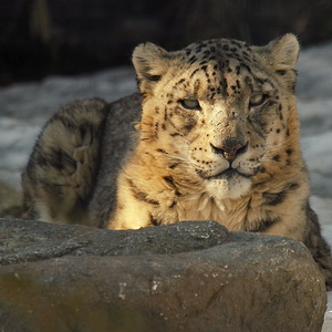 Zoo animal photo clean up
