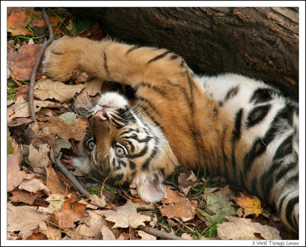 Sumatran Tiger Cubs