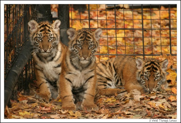 Sumatran Tiger Cubs