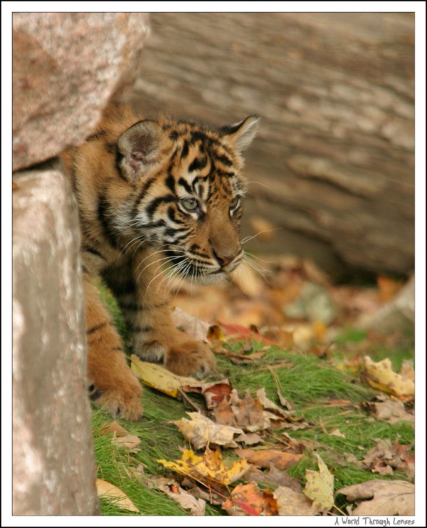 Sumatran Tiger Cubs