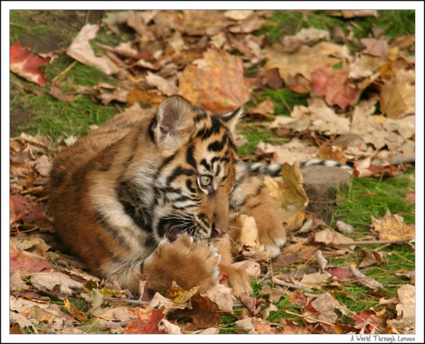 Sumatran Tiger Cubs