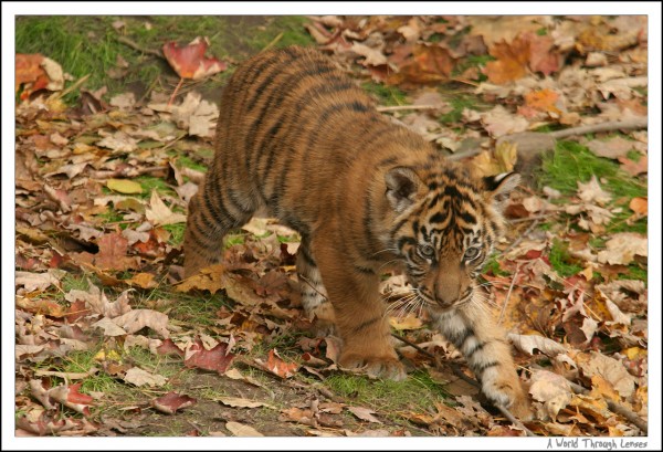 Sumatran Tiger Cubs