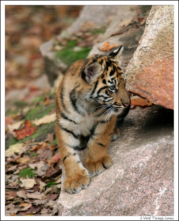 Sumatran Tiger Cubs