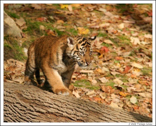 Sumatran Tiger Cubs