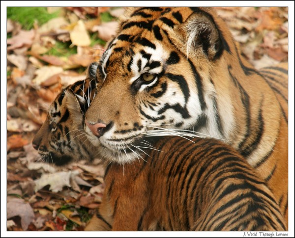 Sumatran Tiger Cubs