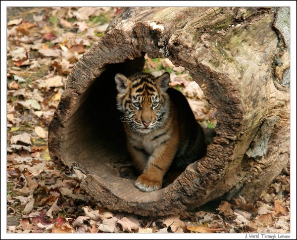 Sumatran Tiger Cub