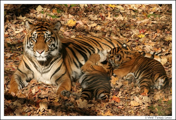 Sumatran Tiger Cub