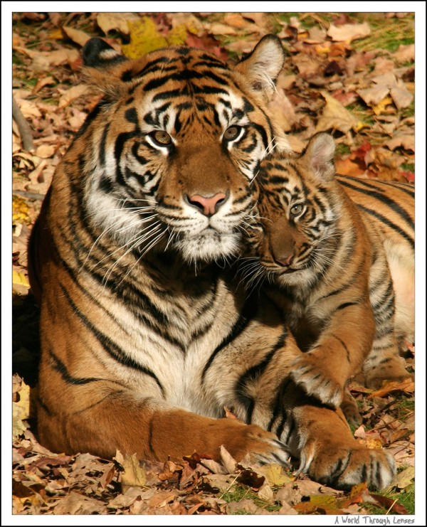 Sumatran Tiger Cub