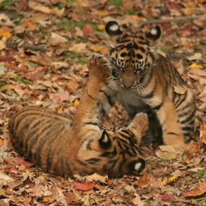 Sumatran+tiger