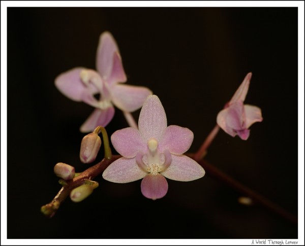 Orchid