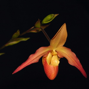 Orchid show in Edwards Garden