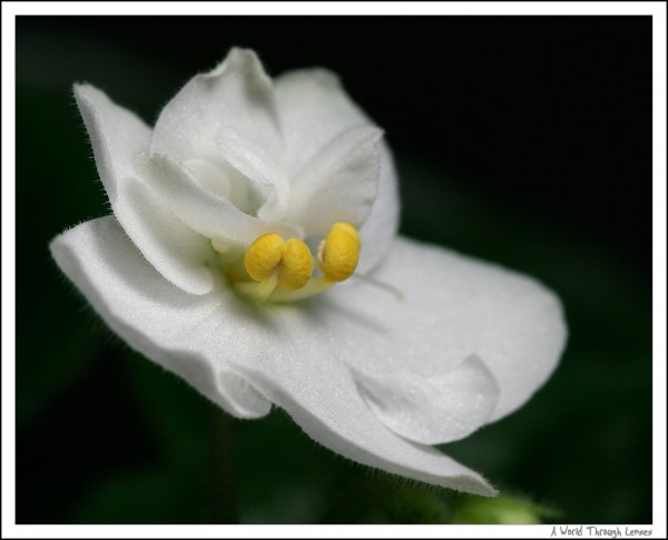 African Violet