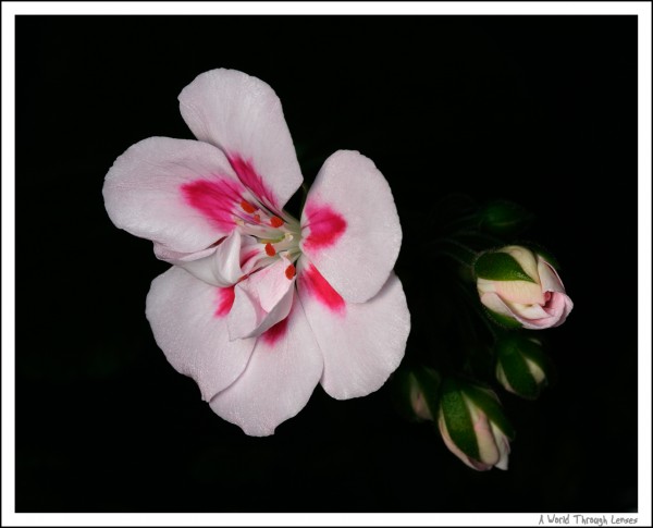 Geranium