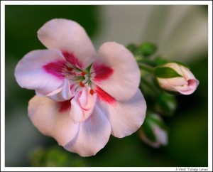 Geranium