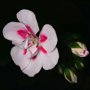 Floral photography at home